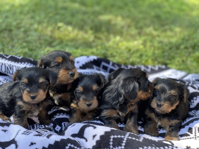 Loved Yorkie Puppies for Sale