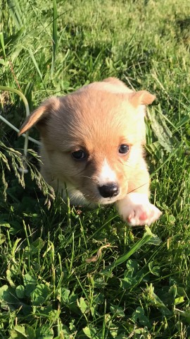 Corgi Girls to Steal Your Heart, Delton, MI