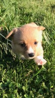 Corgi Girls to Steal Your Heart, Delton, MI Pembroke Welsh Corgi for sale/adoption