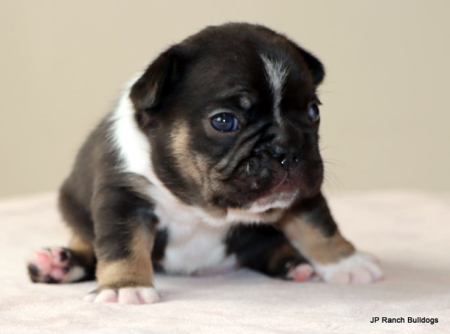 AKC Happy and Healthy French Bulldog Puppies Canadian Lines