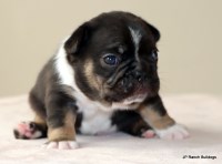 French Bulldog thumbnail