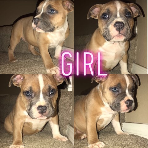 American Pit Bull Terrier puppy for sale + 55135