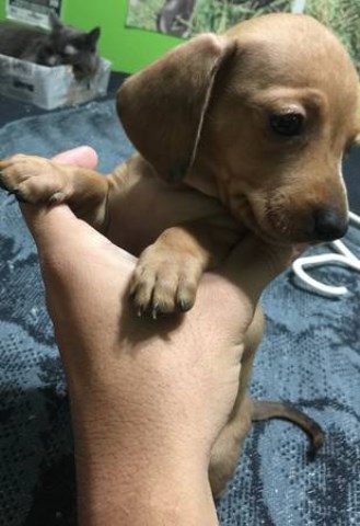 Dachshund puppy for sale + 47317