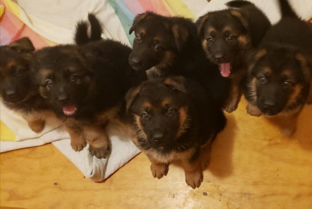 German Shepherd Puppies (furever friends)