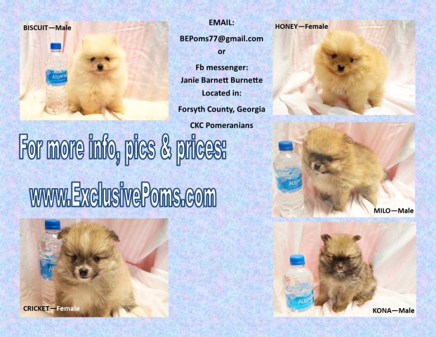 CKC Pomeranian Puppies