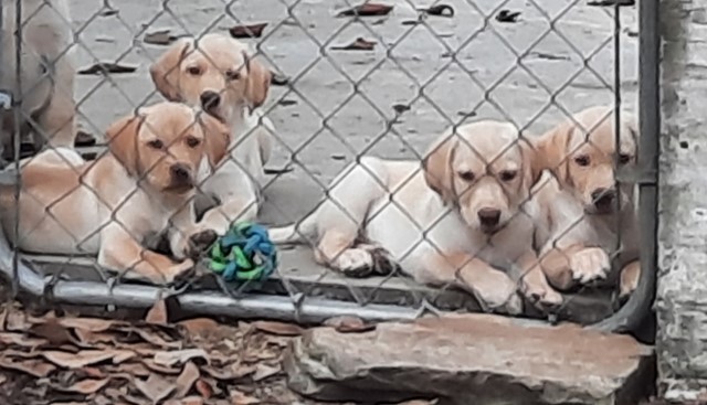 Labrador Retriever puppy for sale + 64804