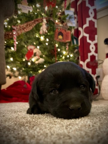 AKC Labrador Puppies