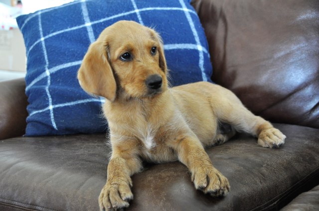 Labradoodle puppies