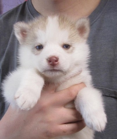 AKC Reg. Champion pedigree Siberian husky puppies