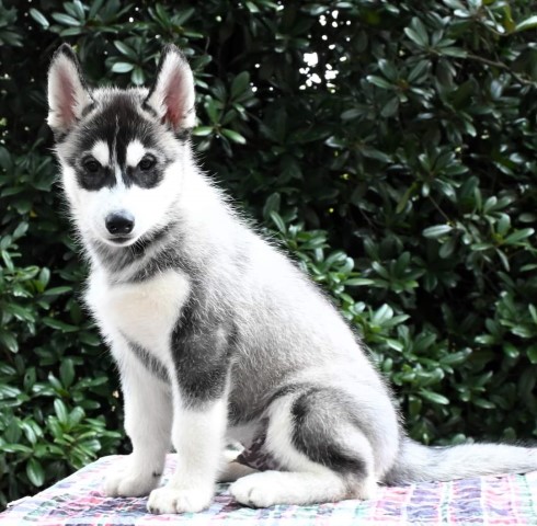 AKC Siberian Husky puppies Champion Bloodlines