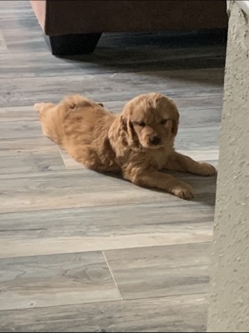 Male Golden Retriever Puppy