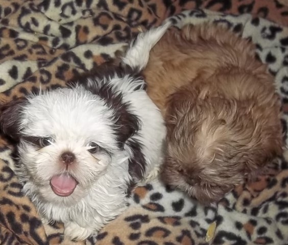 Imperial Shih Tzu Full AKC     Female