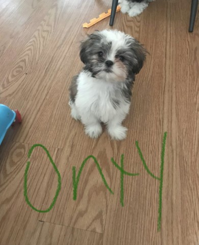 CKC Females Shih Tzu