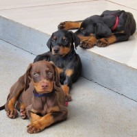 European Male and Female Doberman puppies available Doberman Pinscher for sale/adoption