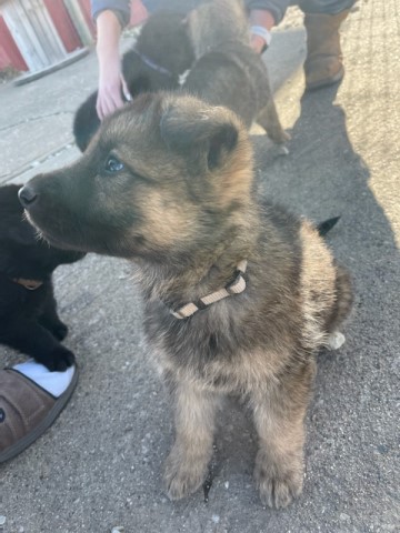 German Shepherd Pups