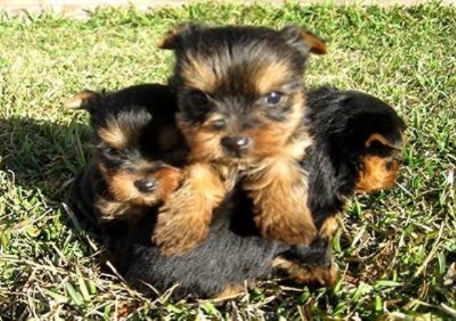 Yorkie Puppies For Sale