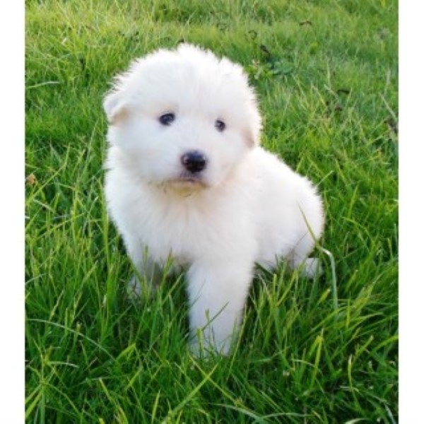 Great Pyrenees puppy for sale + 46744