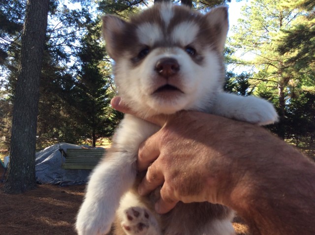 AKC registered Siberian Husky puppies  born in April looking good homes ,we are Crystal Lake Huskies