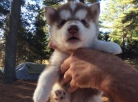 AKC registered Siberian Husky puppies  born in April looking good homes ,we are Crystal Lake Huskies Siberian Husky for sale/adoption