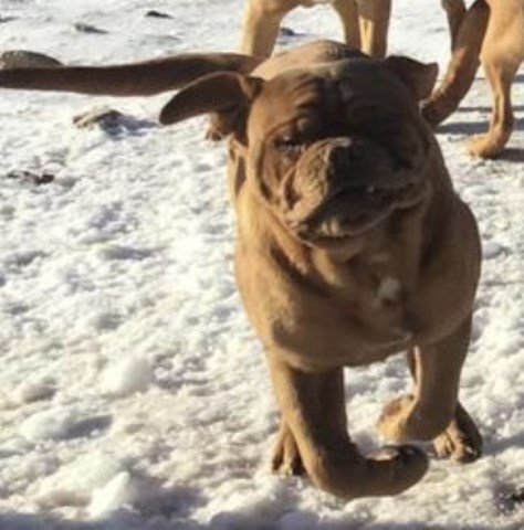 Dogue de Bordeaux 8 weeks old (French Mastiff) Black Mask Female