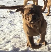 Dogue de Bordeaux 8 weeks old (French Mastiff) Black Mask Female Dogue De Bordeaux for sale/adoption