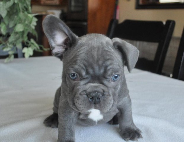Monicea: French Bulldog Puppies Los Angeles Ca