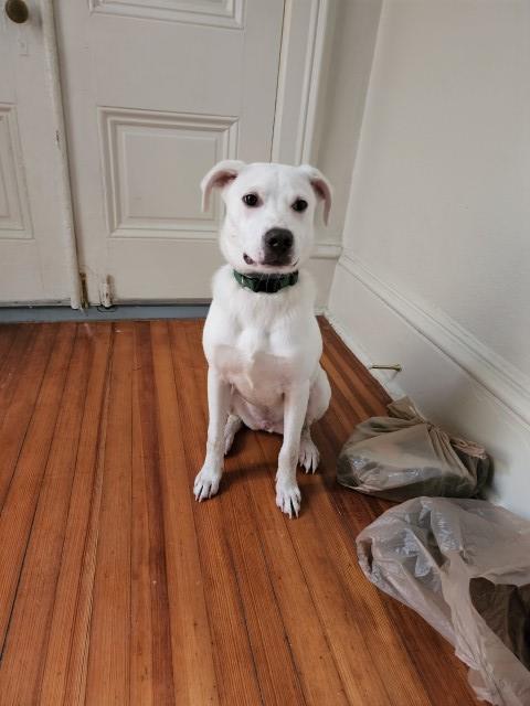Beautiful, Snow White, Mixed Breed pup.