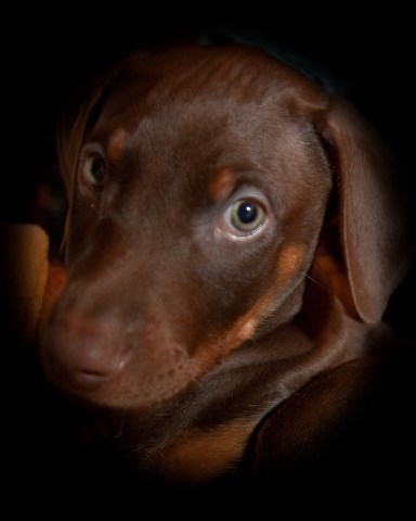 recent litter of  fat & happy red dobermans Males and Females available