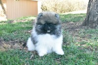 Purebred Pomeranian puppy Boy Dobby Pomeranian for sale/adoption