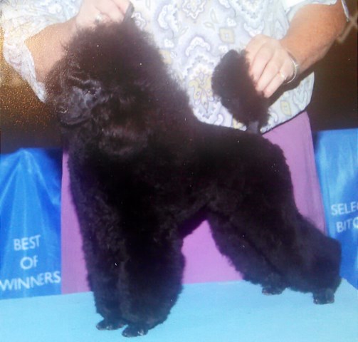 Poodle Toy puppy for sale + 52037