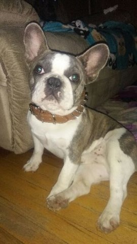 French Bulldog puppy for sale + 60029