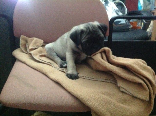 Pug puppy for sale + 58302