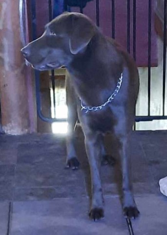 Labrador Retriever puppy for sale + 63391