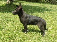 13 week old Black German Shepherd female German Shepherd Dog for sale/adoption