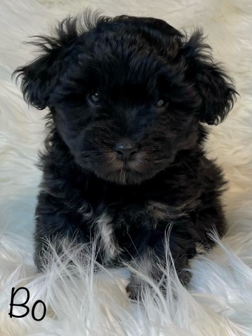 Purebred Havanese Puppies