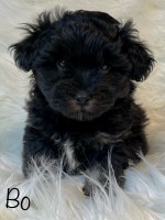 Purebred Havanese Puppies Havanese for sale/adoption