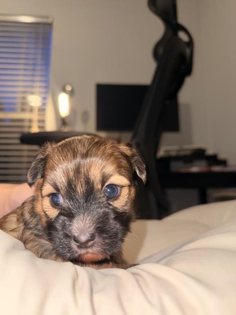 Shih Tzu puppy for sale + 66978