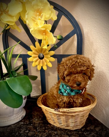 Poodle Toy puppy for sale + 67098