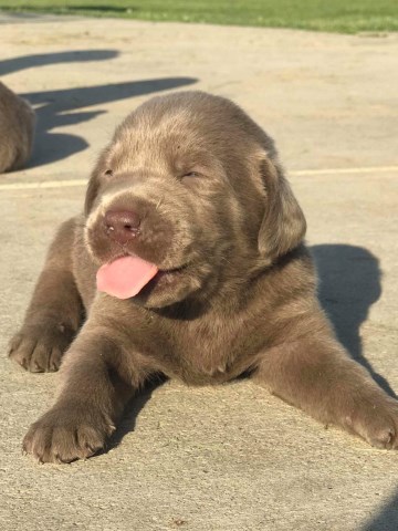 Labrador Retriever puppy for sale + 53032