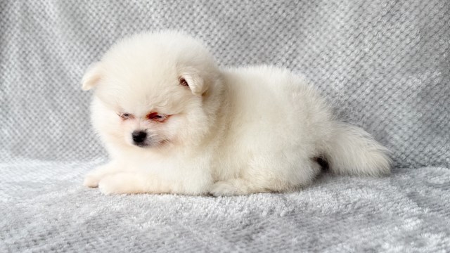 Pomeranian puppy for sale + 67106