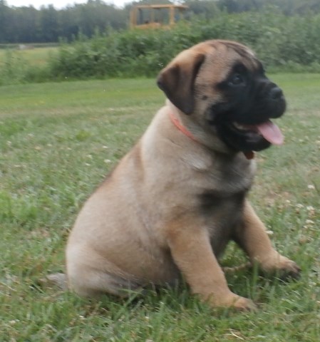 Beautiful Bullmastiff Pups $1300 Full AKC Registration