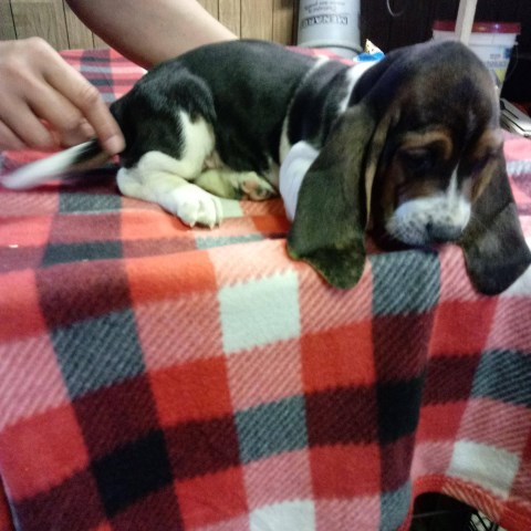 Basset Hound Puppy Dog For Sale In Kokomo Indiana