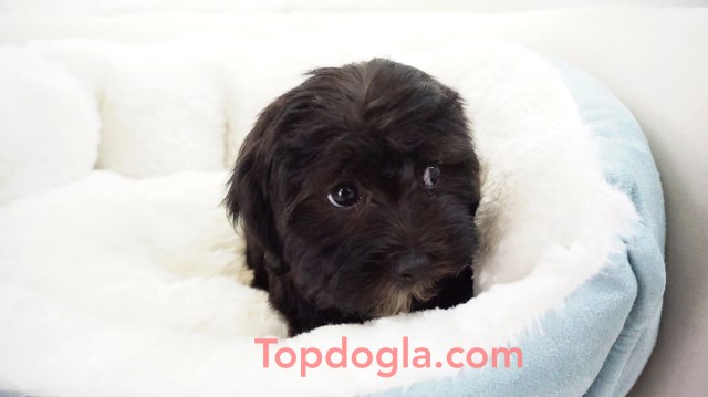 Yorkipoo puppy for sale + 53257