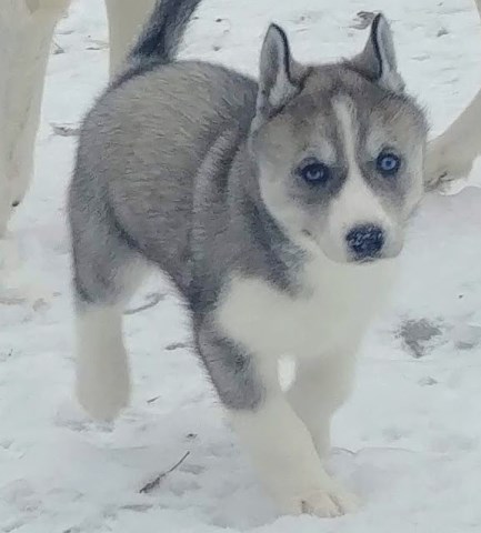 siberian husky puppy dog
