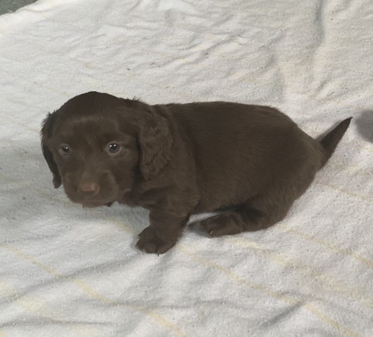 Dachshund puppy dog for sale in Lexington, Kentucky