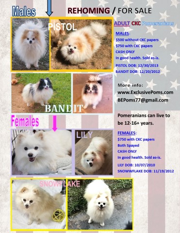 4 Adult CKC Pomeranians