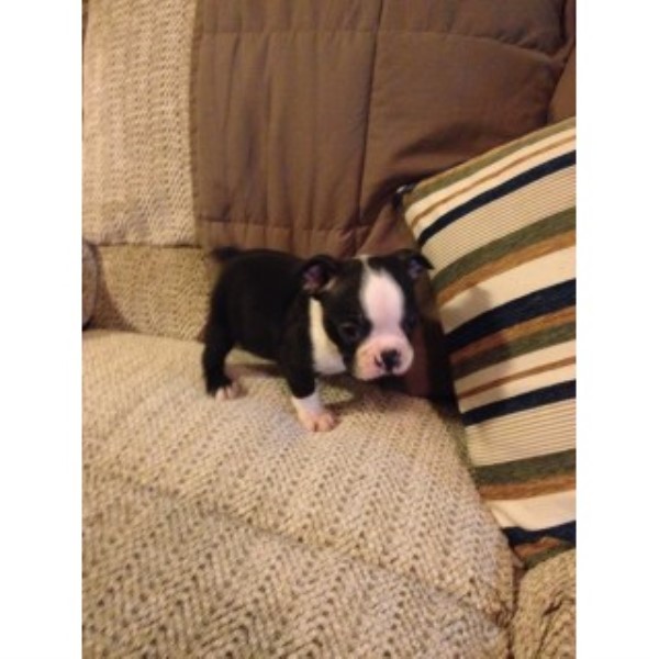 Boston Terrier puppy for sale + 46742