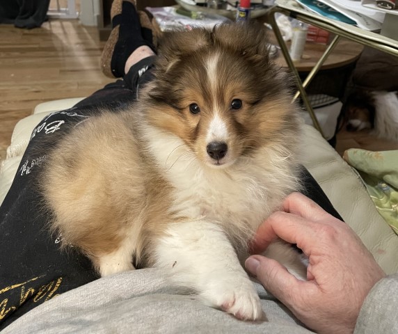 10 week old, small sable male