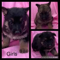 German Shepherd pups German Shepherd Dog for sale/adoption