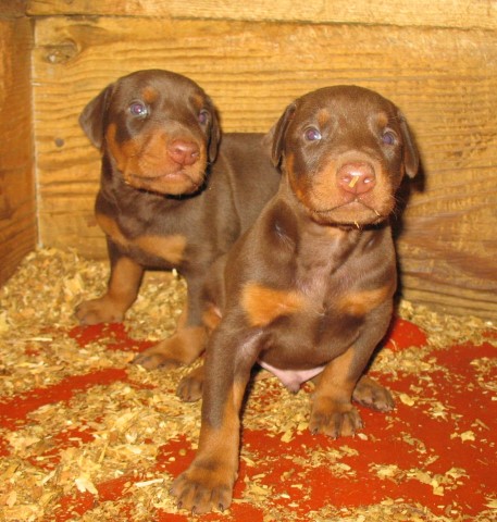Doberman Pinscher puppy for sale + 58527